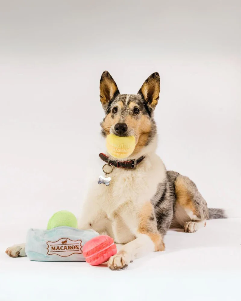Mutt-A-Rons Squeaky Dog Toy (FINAL SALE) - Image 3