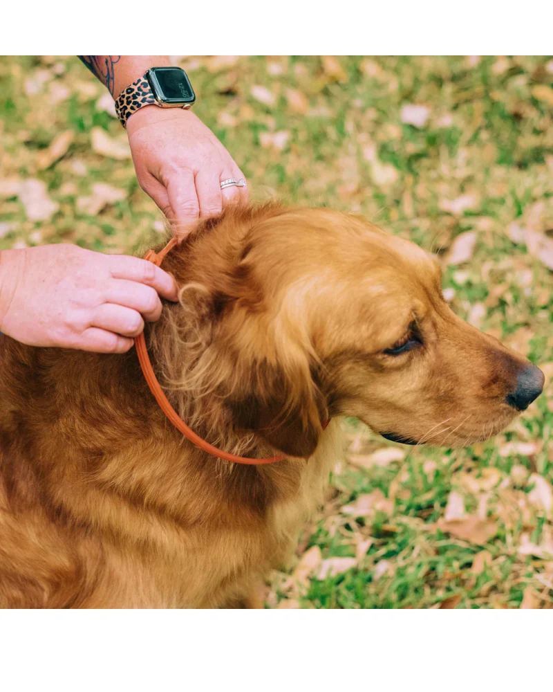 Natural Essential Oils Flea + Tick Collar for Dogs - Image 2
