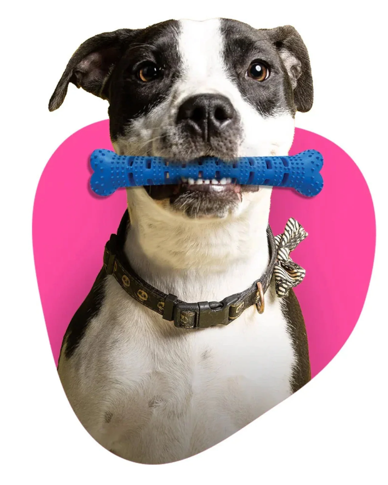 Natural Rubber Bone Treatbrush for Dogs - Image 8