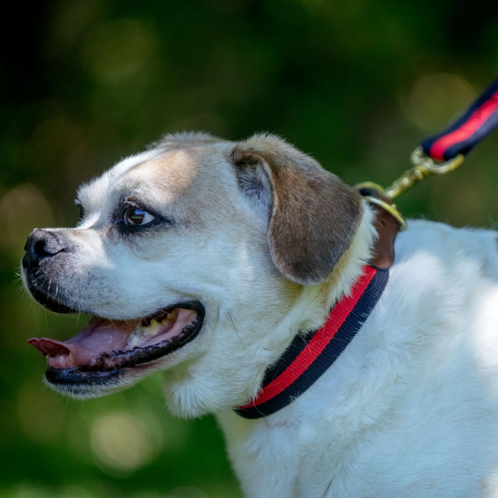 Navy & Red Stripe Dog Collar (Made in the USA) (FINAL SALE) - Image 2