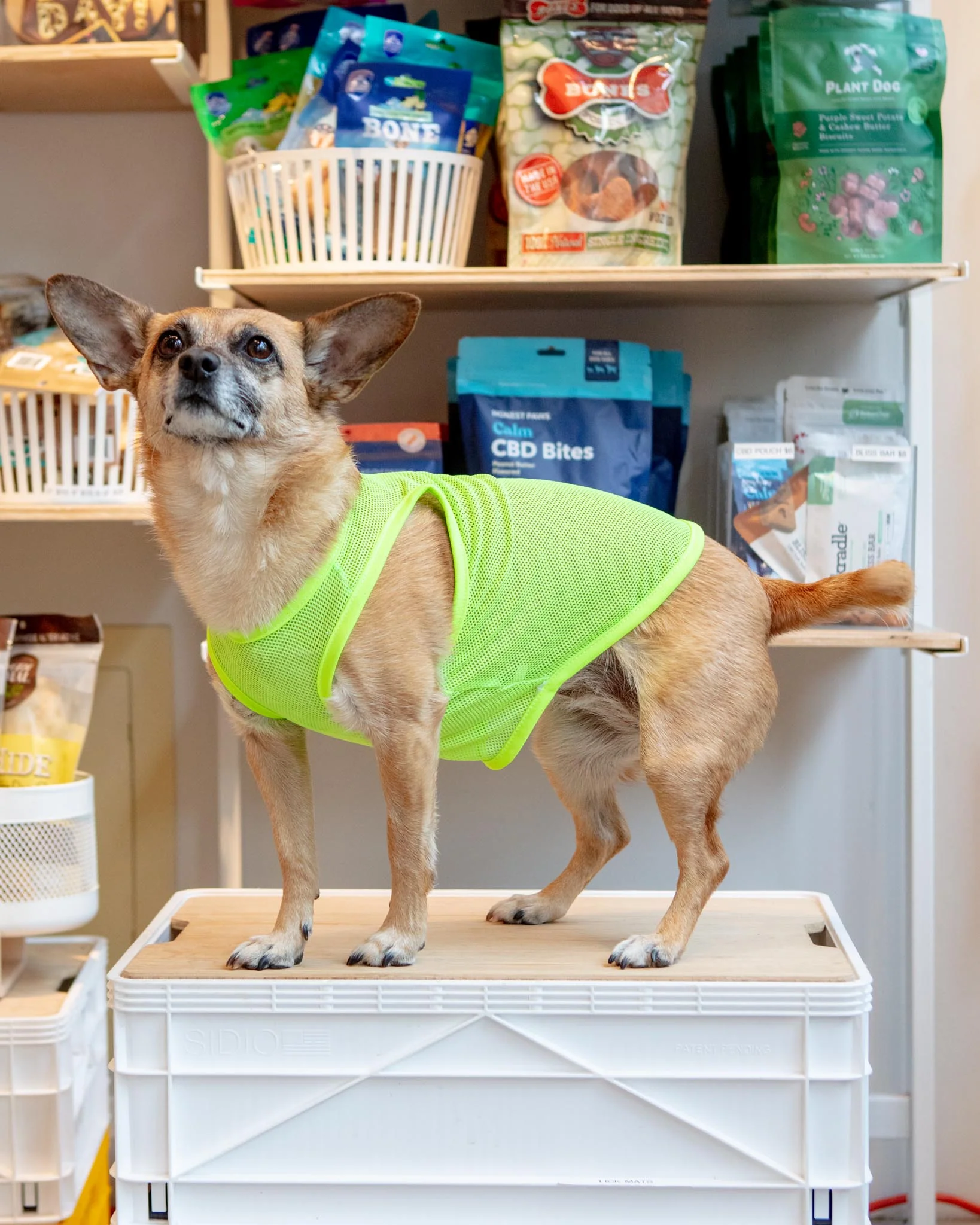 Neon Mesh Dog Tank Top (CLEARANCE)