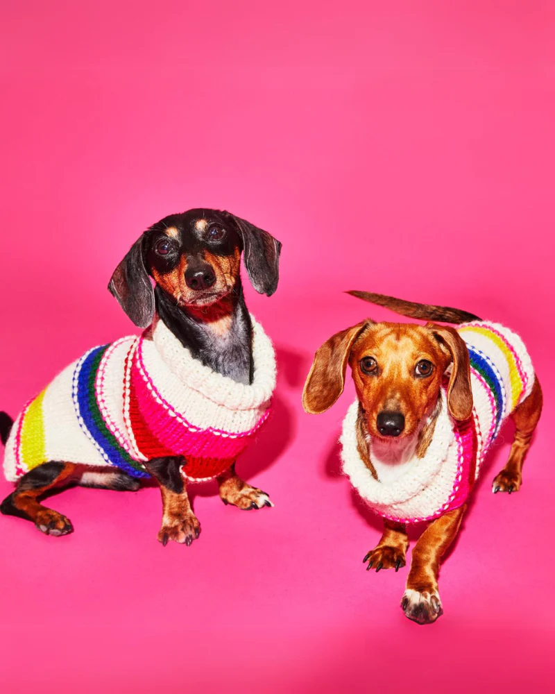 Neon Stripe Wool Dog Sweater (FINAL SALE) - Image 4