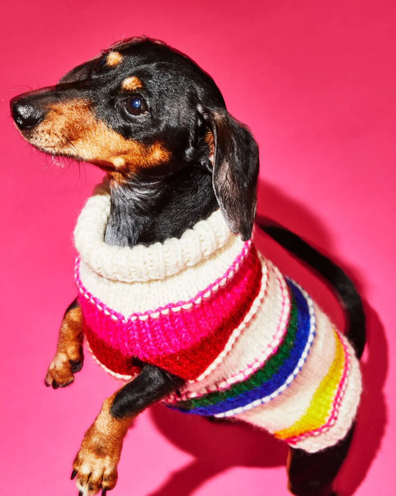 Neon Stripe Wool Dog Sweater (FINAL SALE) - Image 6