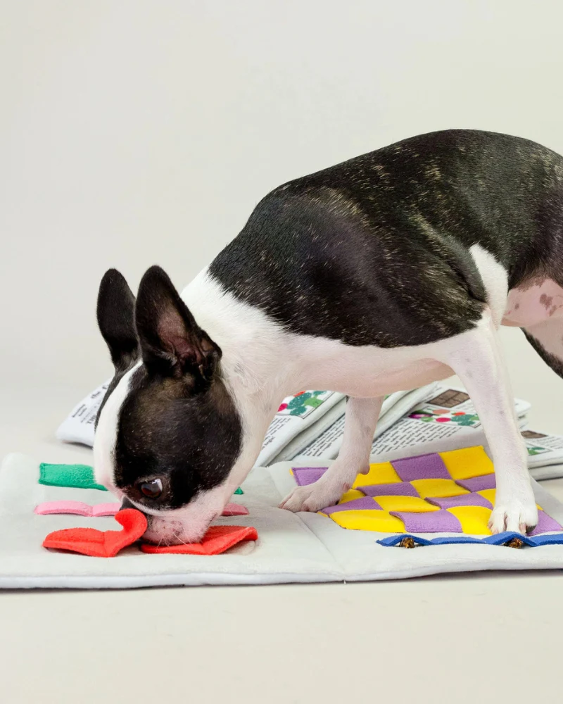 Newspaper Nosework Dog Toy - Image 12
