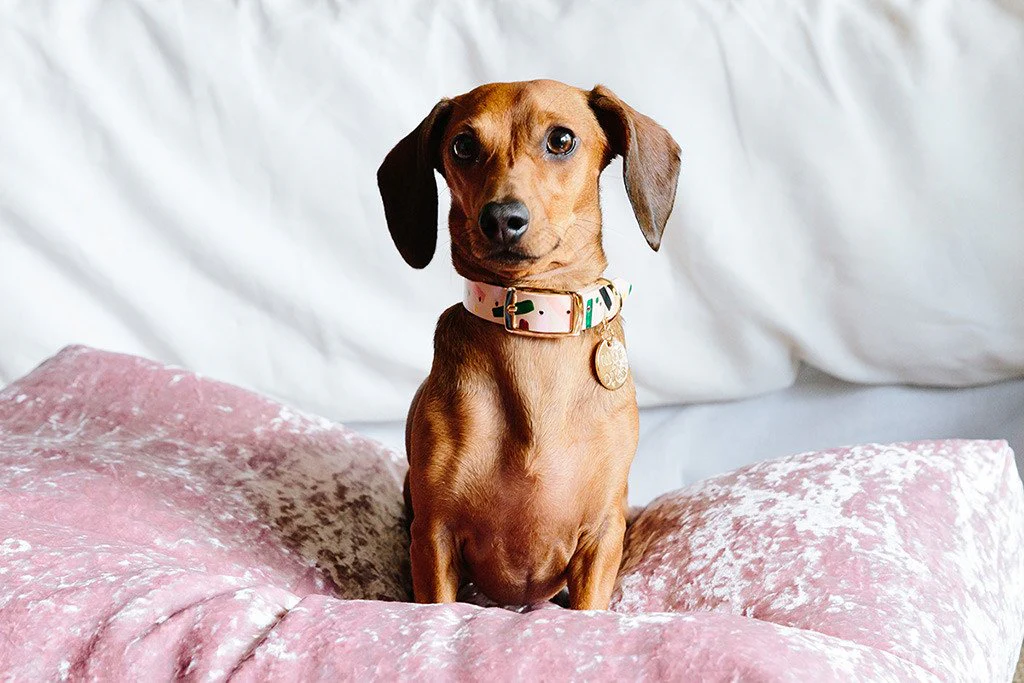 NICE DIGS | Master Confetti Leather Dog Collar - Image 3