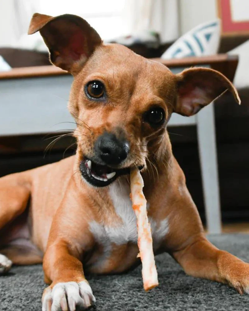 No-Hide Wholesome Dog Chew in Salmon - Image 10