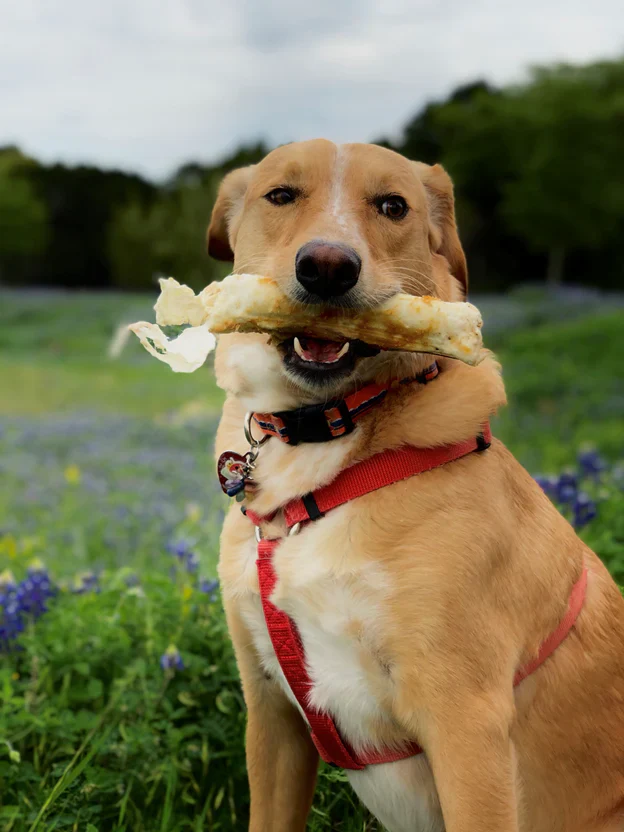No-Hide Wholesome Dog Chew in Salmon - Image 9