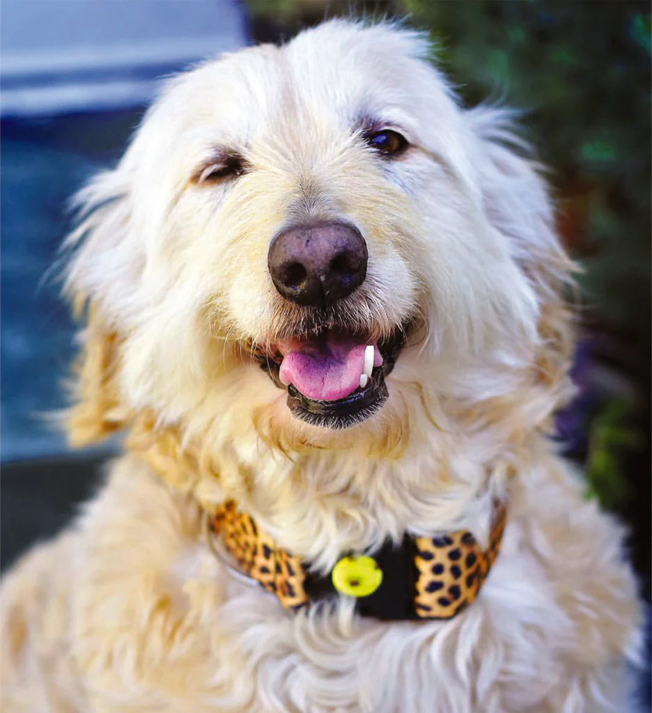 NOBLE PET COMPANY | Lemongrass & Citronella Oil Insect Defense Patches - Image 3