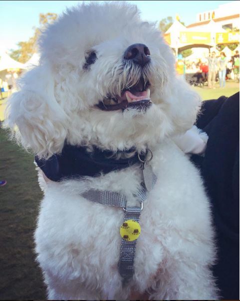 NOBLE PET COMPANY | Lemongrass & Citronella Oil Insect Defense Patches - Image 4