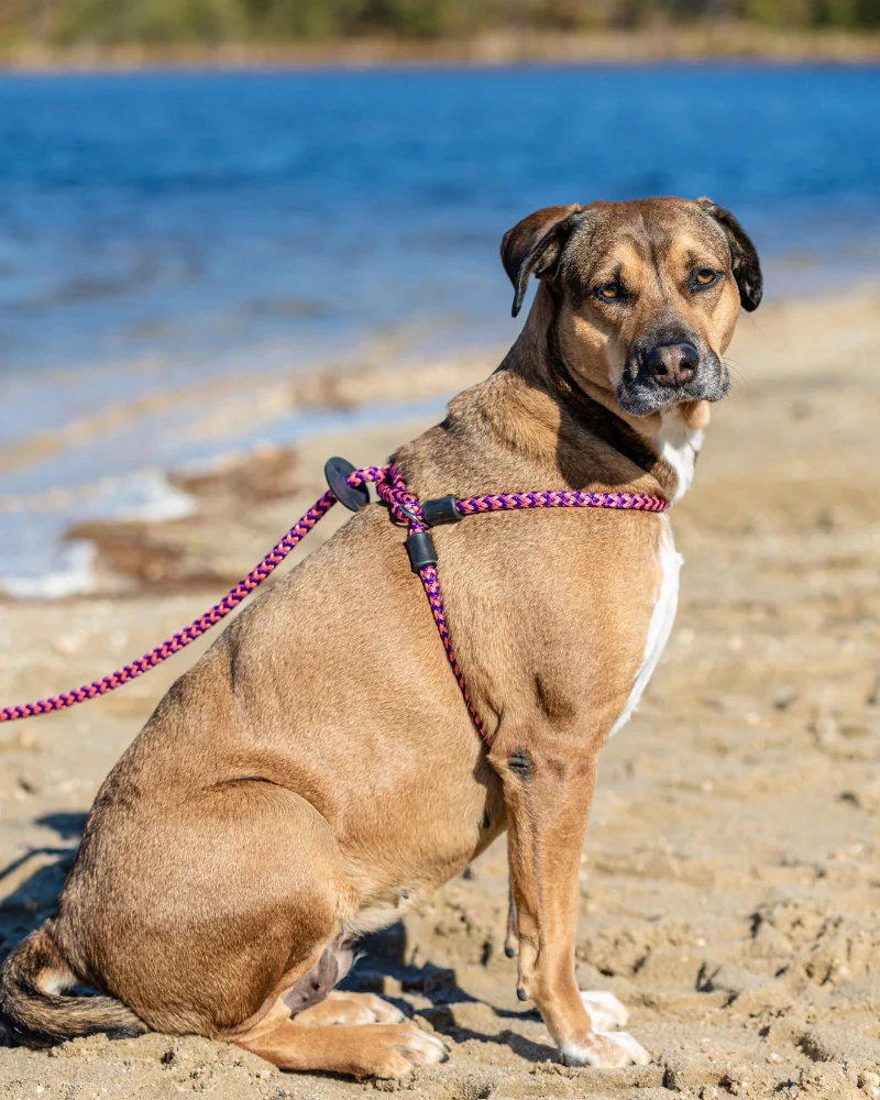 Non-Pull Escape Resistant Harness Lead (Made in the USA) - Image 2