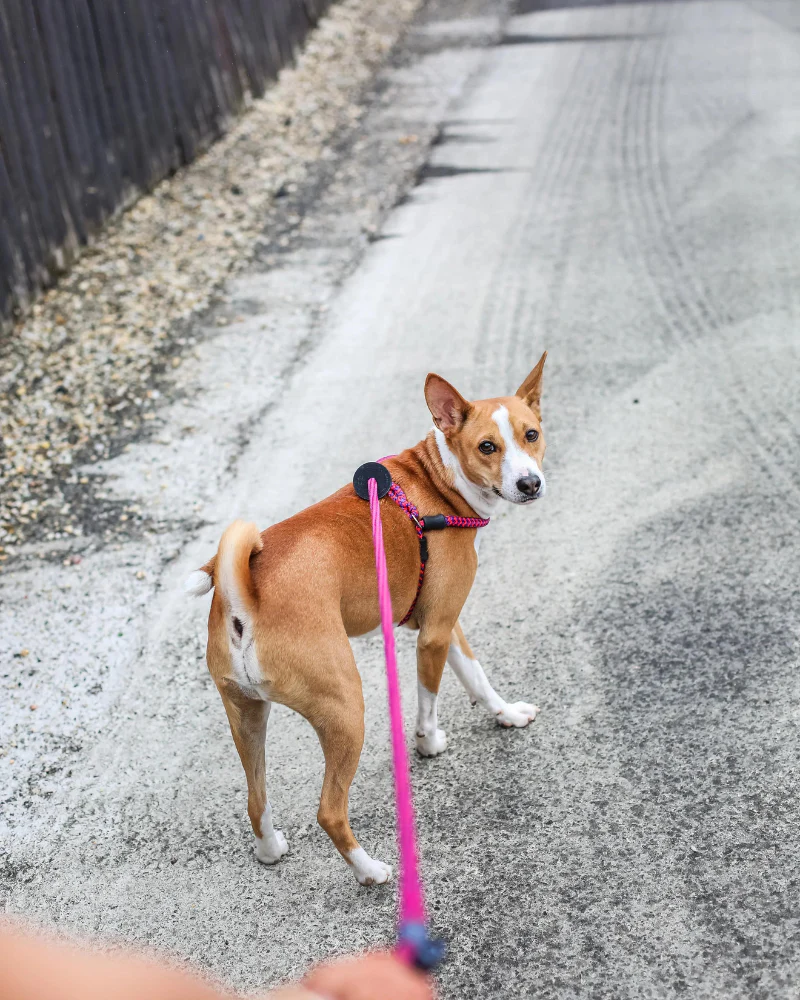 Non-Pull Escape Resistant Harness Lead (Made in the USA) - Image 8