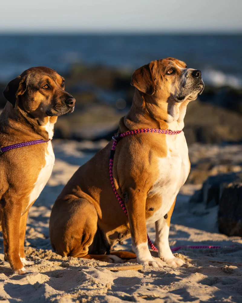 Non-Pull Escape Resistant Harness Lead (Made in the USA) - Image 9
