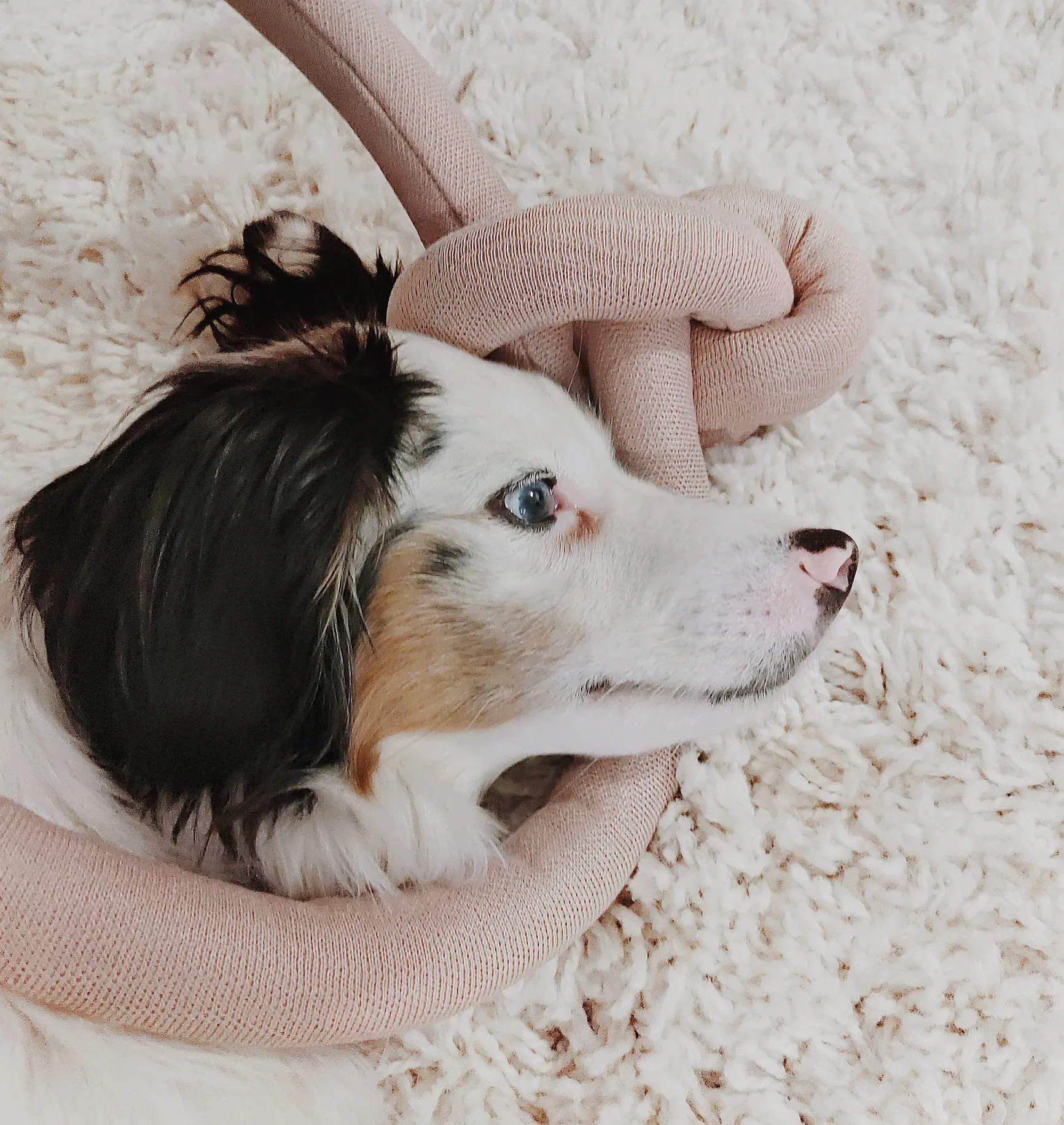 NouNou Interactive Dog Toy in Dogwood - Image 9
