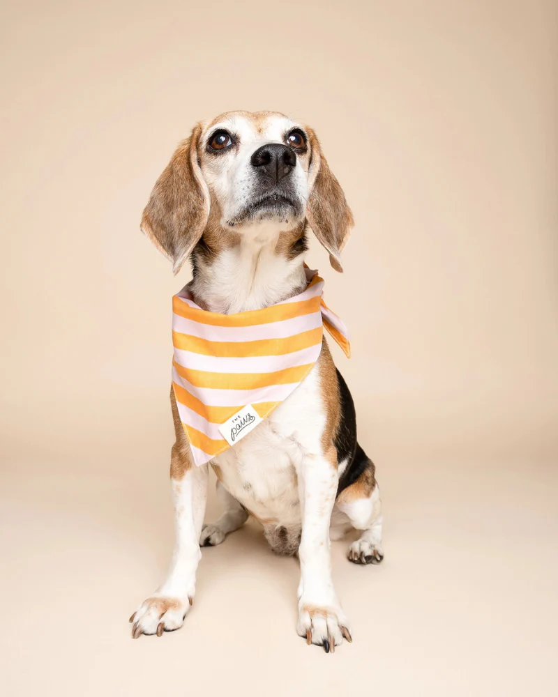Nusa Striped Dog Bandana (FINAL SALE) - Image 3