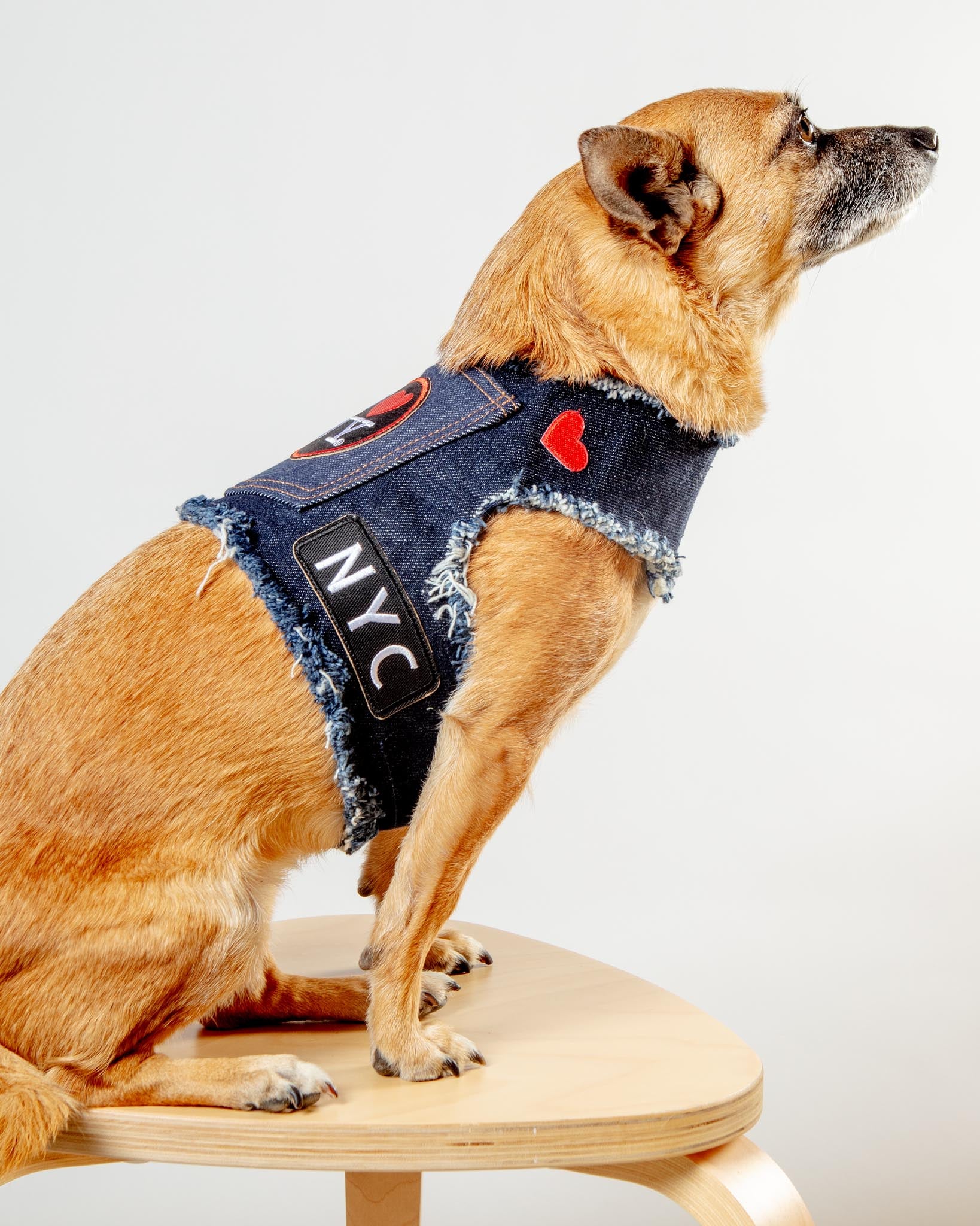 NYC Denim Dog Harness (Dog & Co. Exclusive) - Image 2