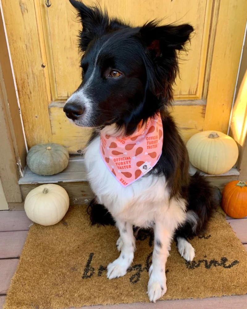 Official Turkey Taster Dog Bandana (Made in the USA) - Image 2