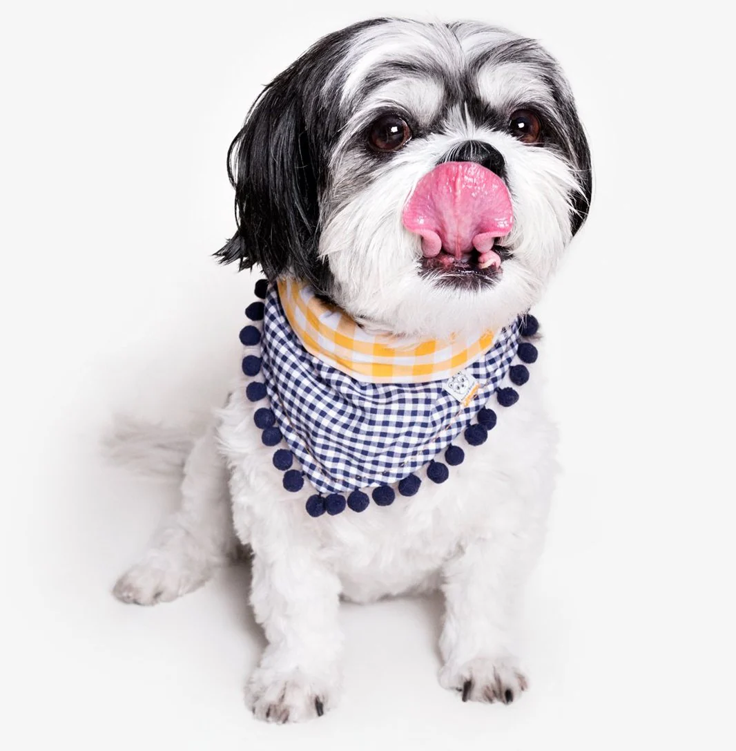 OH HONEY BEAR | Charlie Pom Pom Bandana