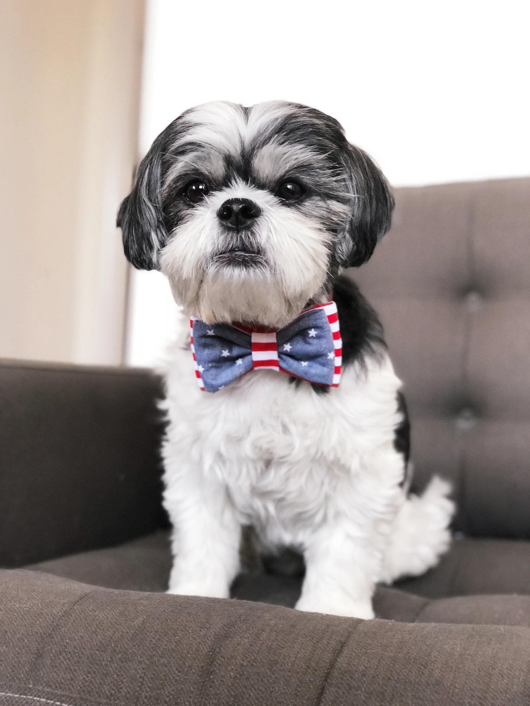OH HONEY BEAR | Stars & Stripes Bow Tie - Image 2