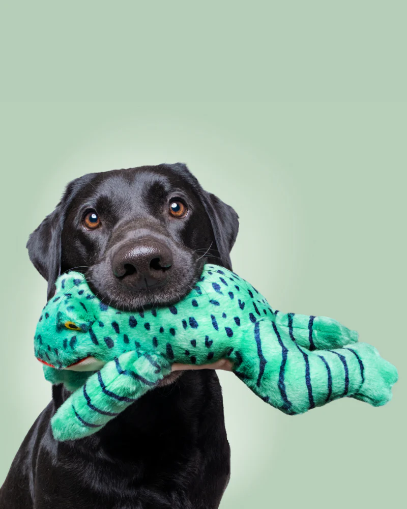 Oliver the Frog Plush Squeaky Dog Toy - Image 4