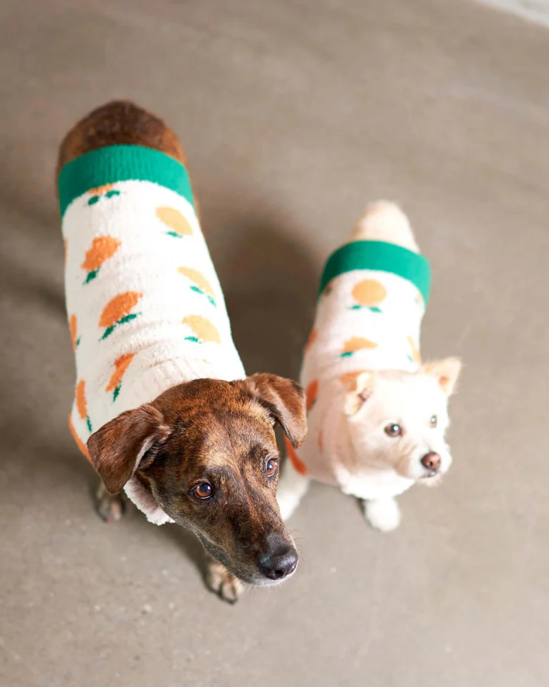 Orange Dog Sweater - Image 5
