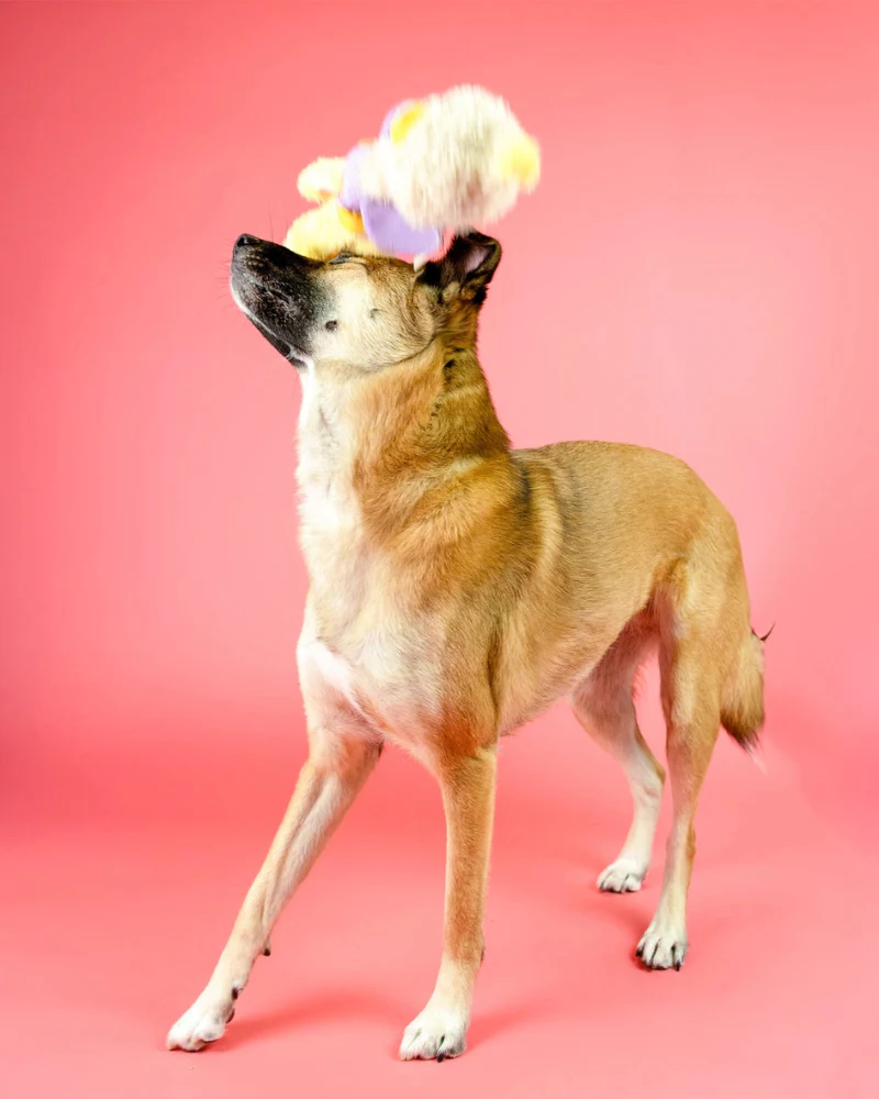 Ostrikraken Nosework Dog Toy - Image 3