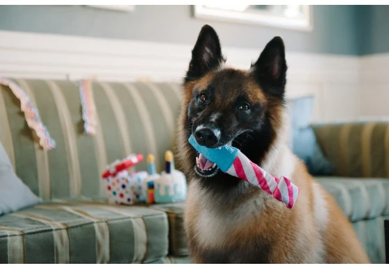 Raise The Woof Party Horn Dog Toy (FINAL SALE) - Image 3