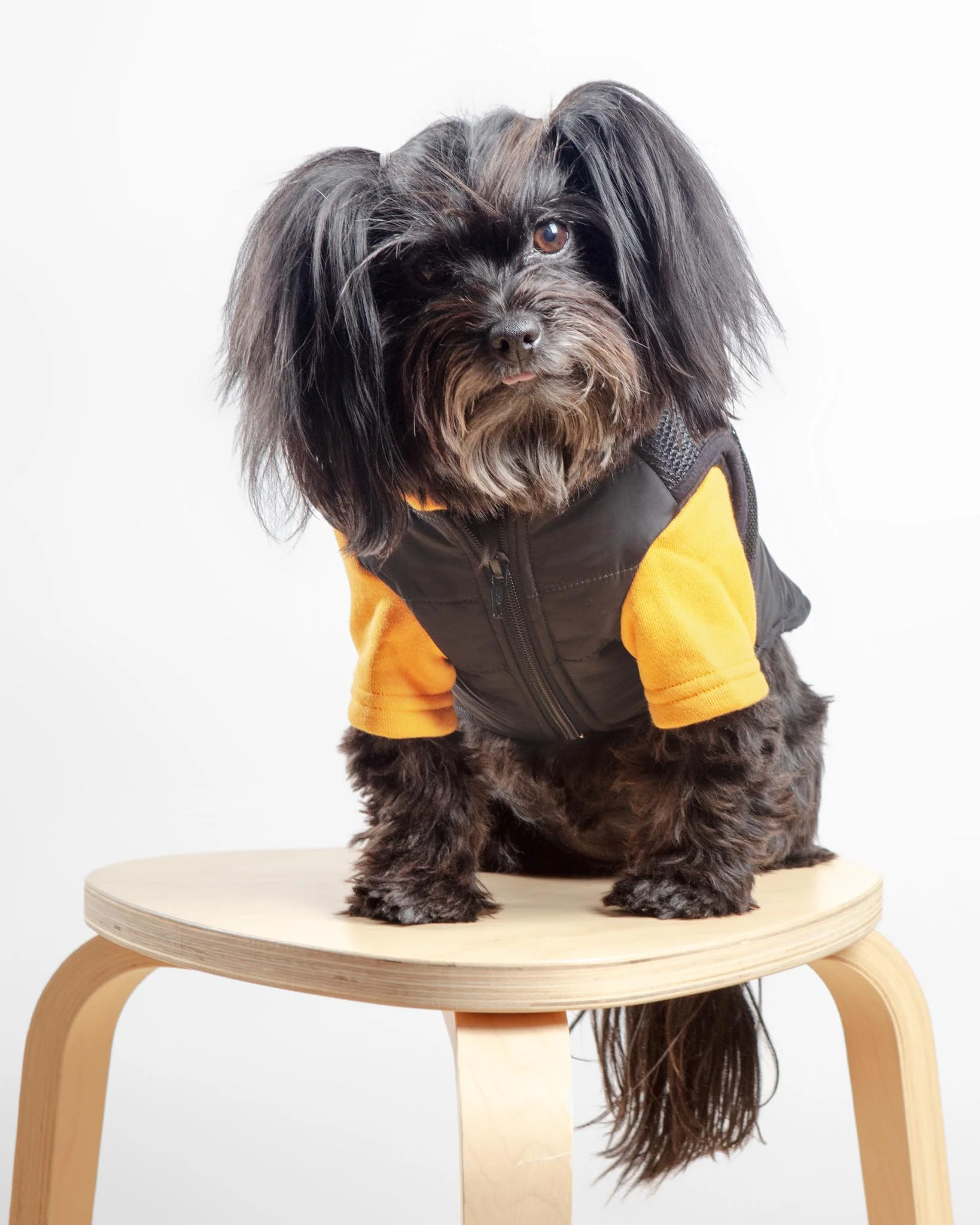 Padded Hoodie Harness Dog Jacket (FINAL SALE) - Image 5