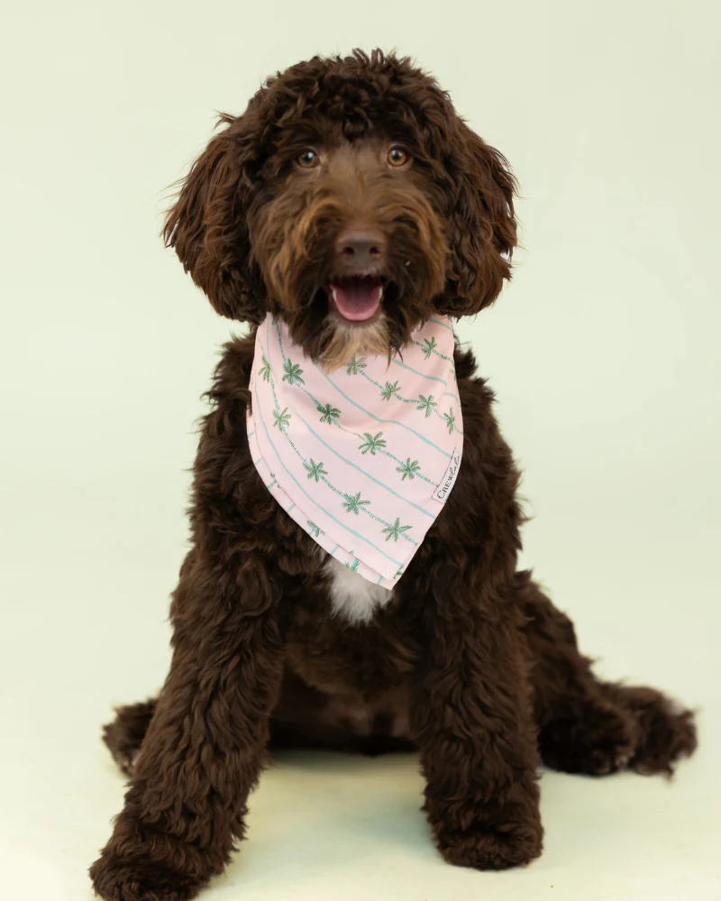 Palm Beach Dog Bandana