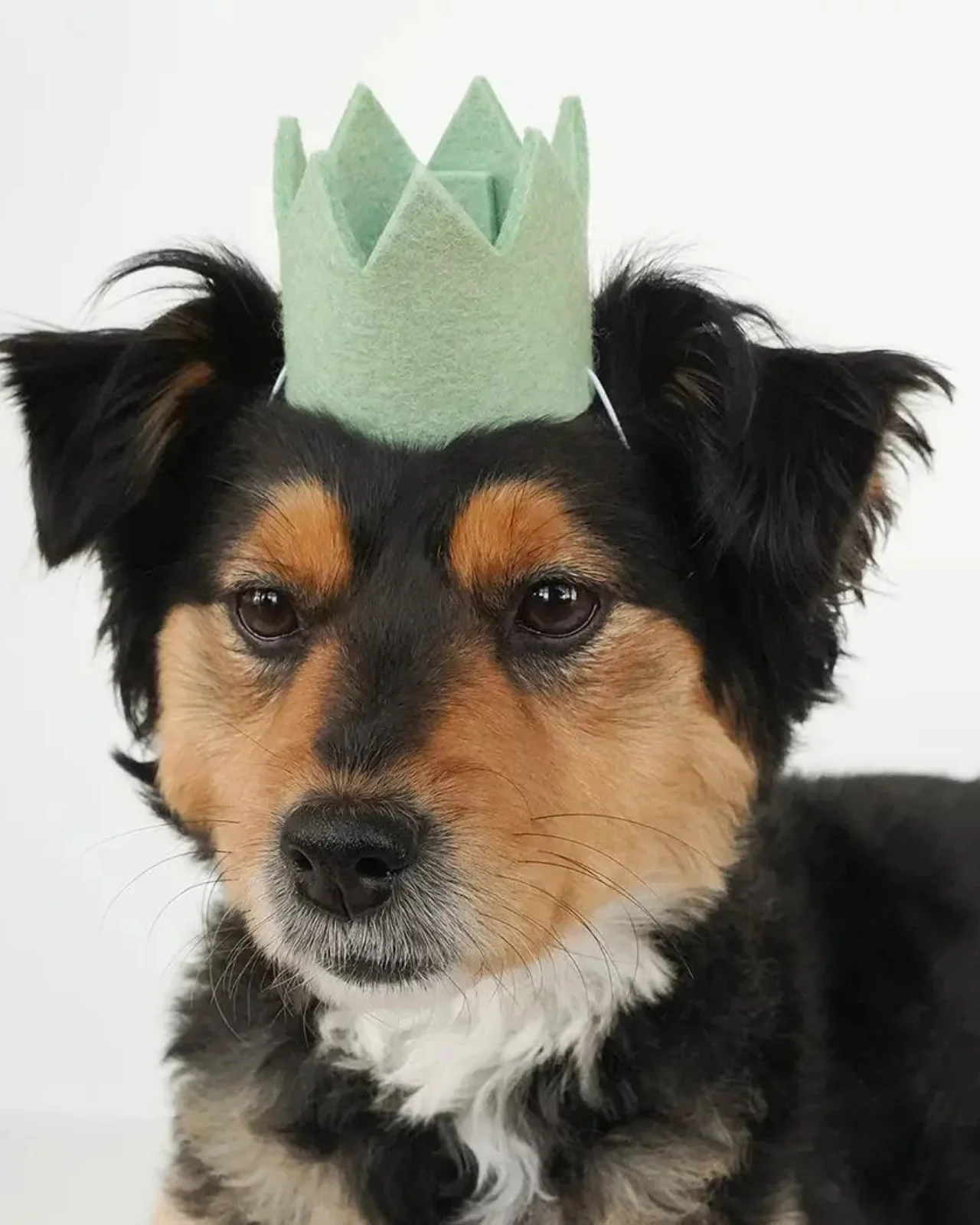 Party Beast Crown in Mint (Made in the USA) - Image 2