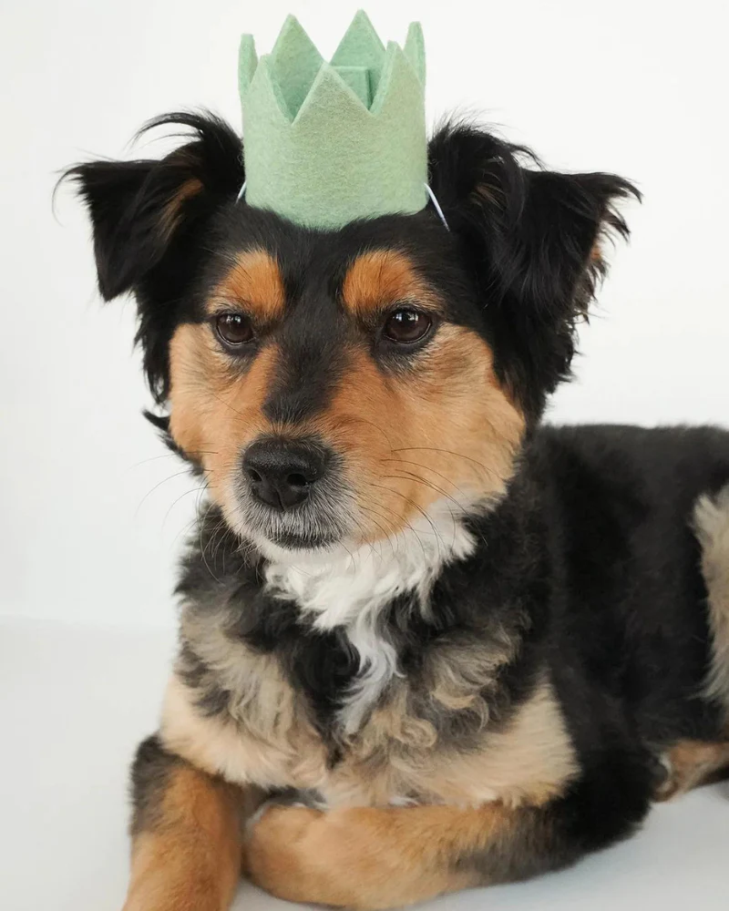 Party Beast Pet Crown (Made in the USA) - Image 2