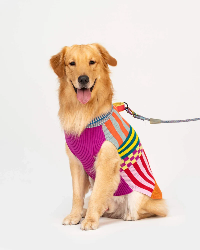 Pattern Patch Dog Sweater in Rainbow - Image 3