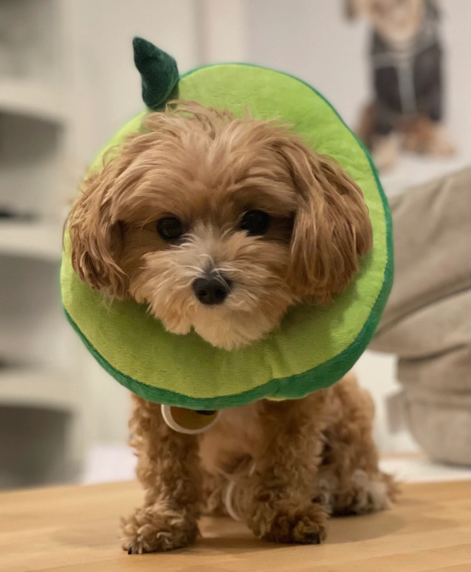 Small Dog & Cat Avocado Cone - Image 2