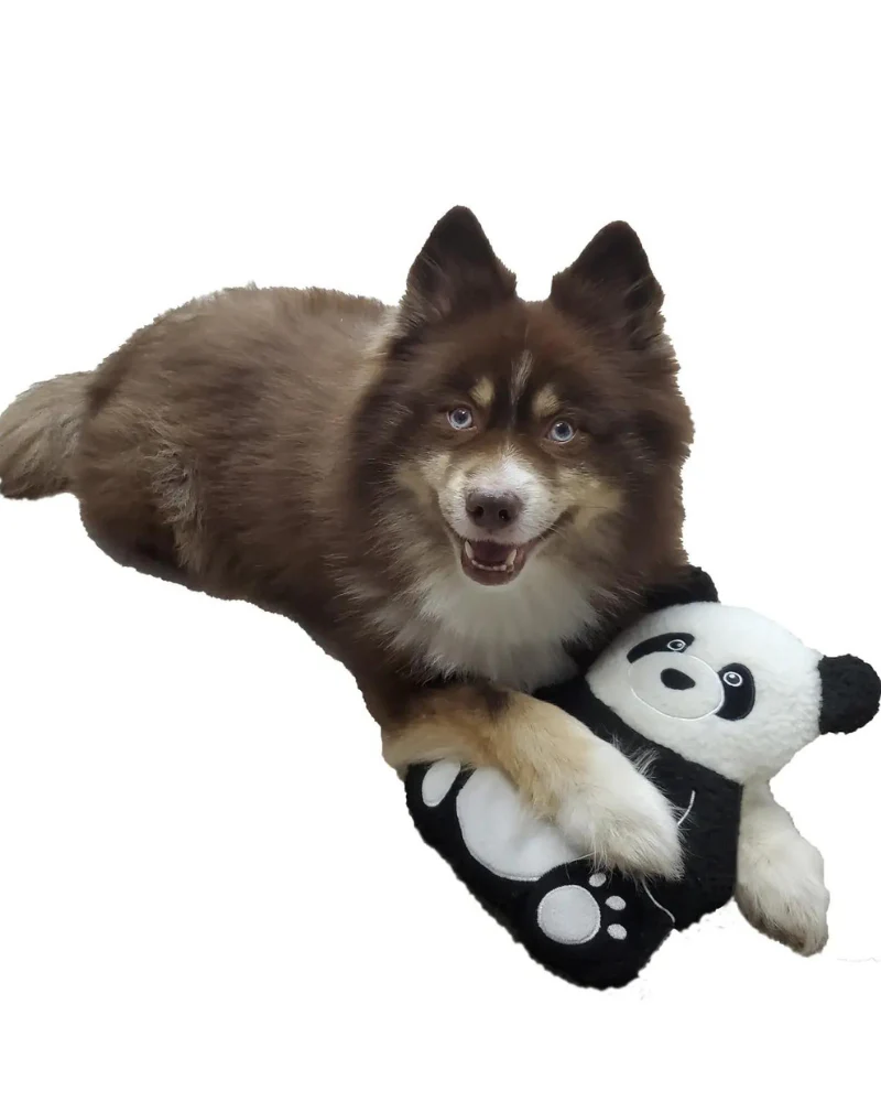 Pepper the Giant Panda Fleece Dog Toy - Image 2