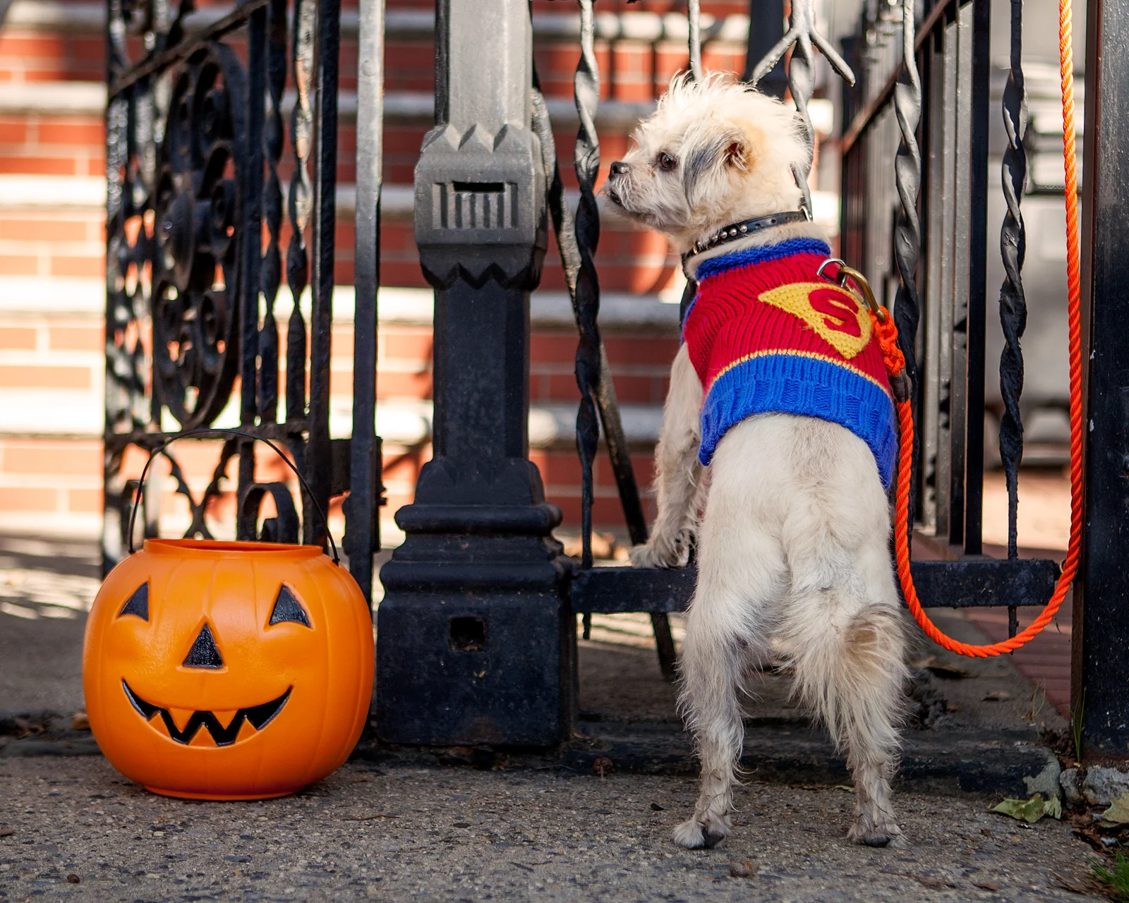 SuperDog! Hand Knit Sweater << CLEARANCE >> - Image 4