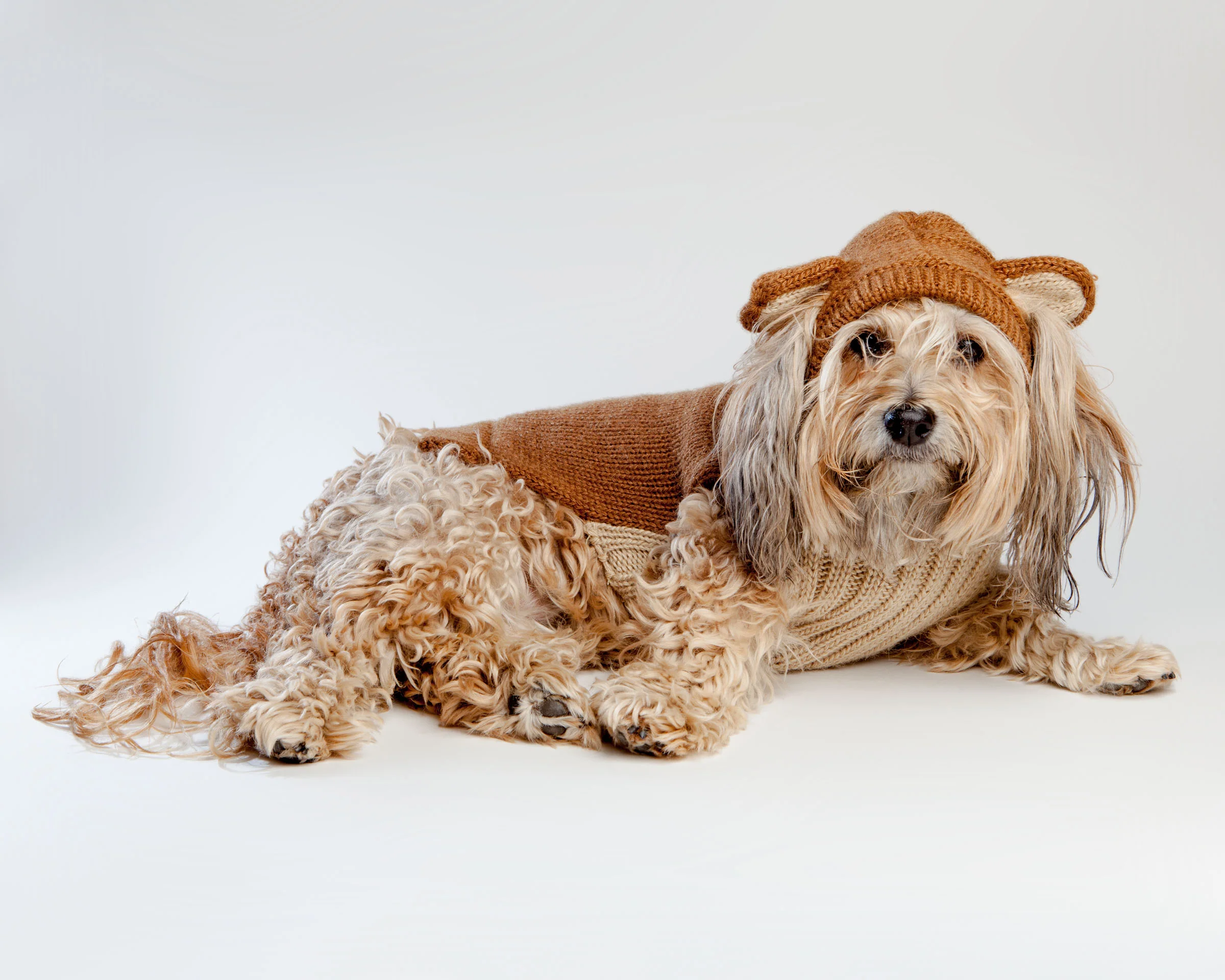 Teddy Bear Handknit Dog Sweater - Image 4