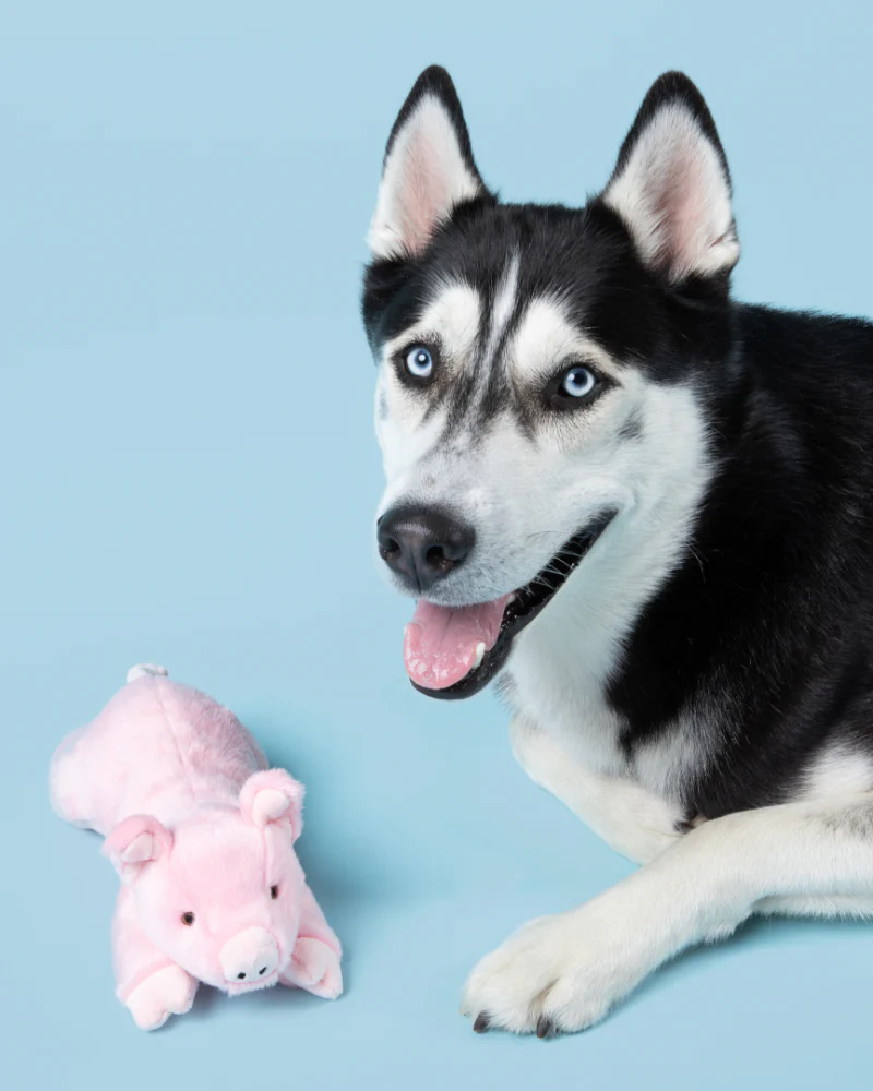 Petey Pig Plush Squeaky Dog Toy - Image 2