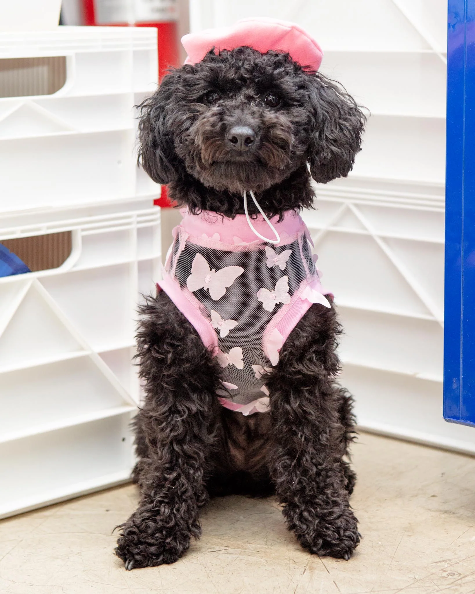 Pink Beret Petite Pet Hat (Made in the USA) - Image 5