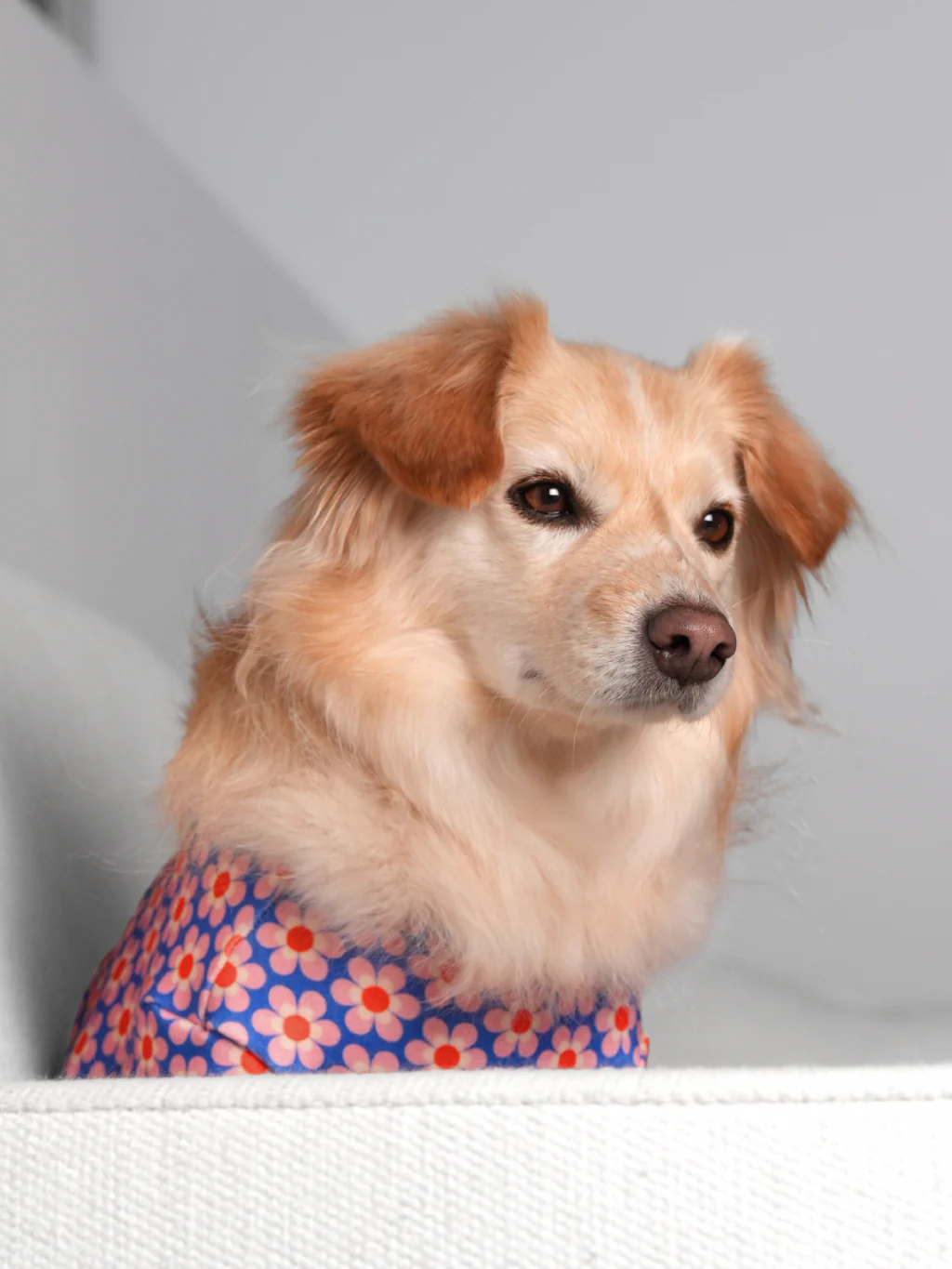 Pink Lotus Dog Shirt (FINAL SALE) - Image 5