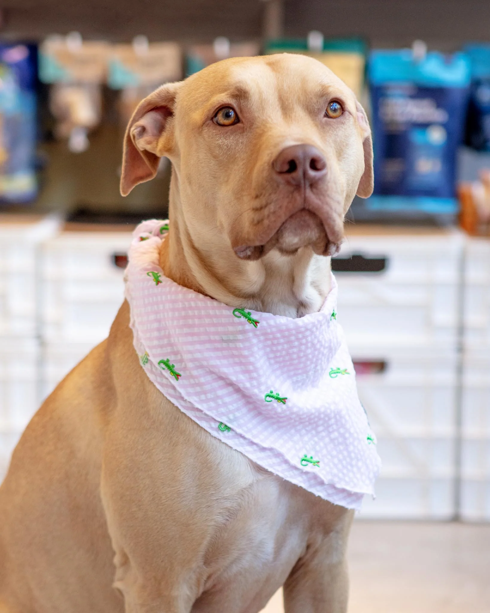 Pink Stripe Seersucker Alligator Dog Bandana (FINAL SALE)