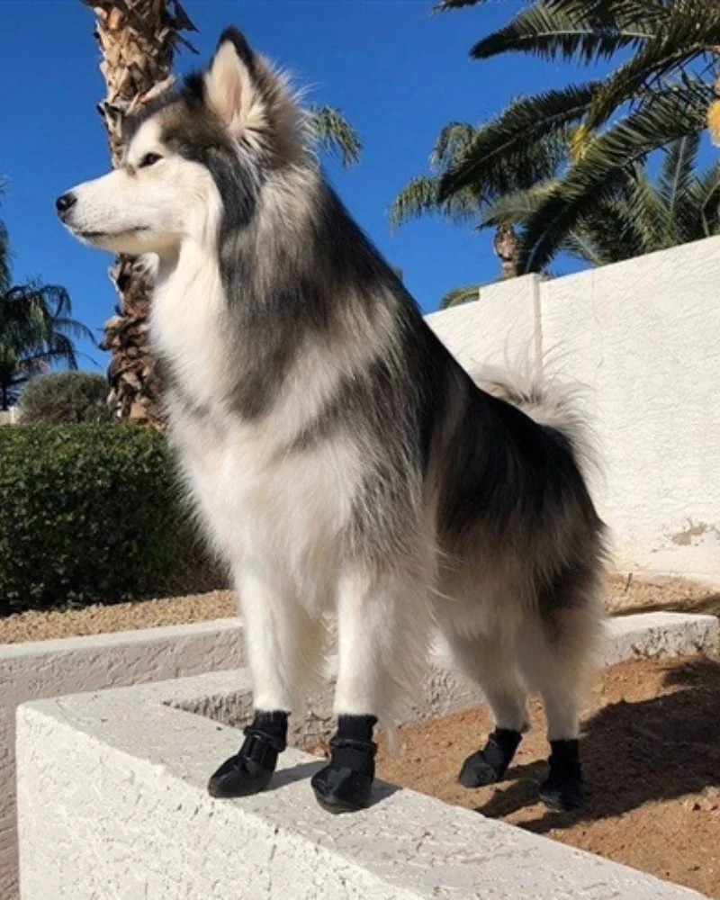 PolarPaws Soft-Soled Dog Boots - Image 4