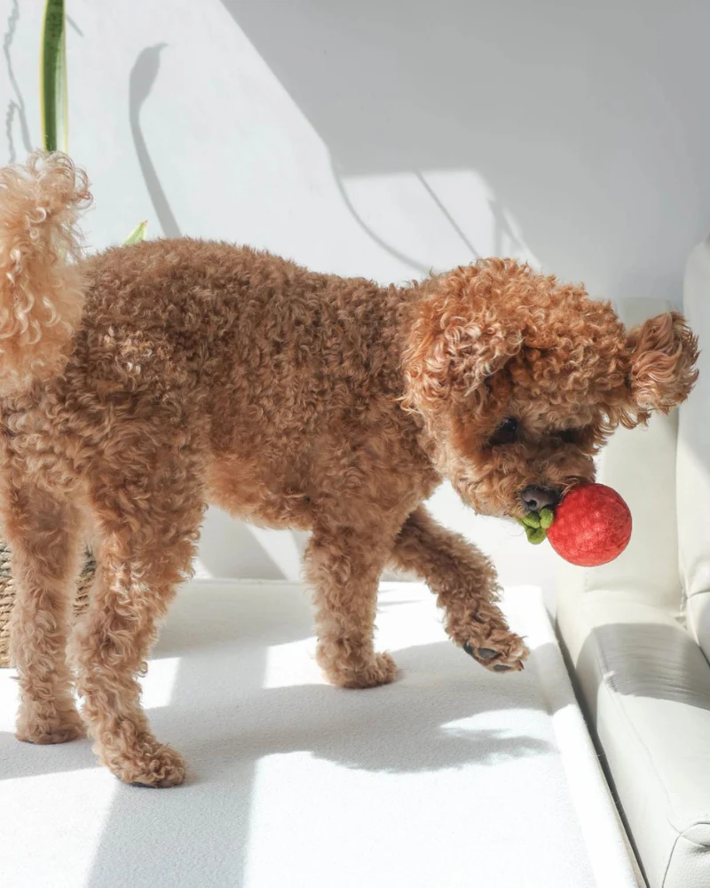 Tomato Soup Nosework Dog Toy - Image 7