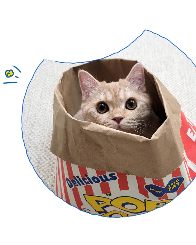 Popcorn Paper Bag Cat Cave Toy - Image 4