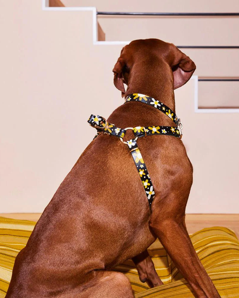 Posie Leather Dog Harness in Sunshine - Image 4