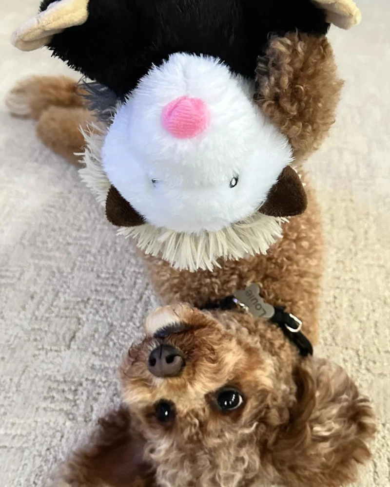 Possum Rope Body Dog Toy - Image 7