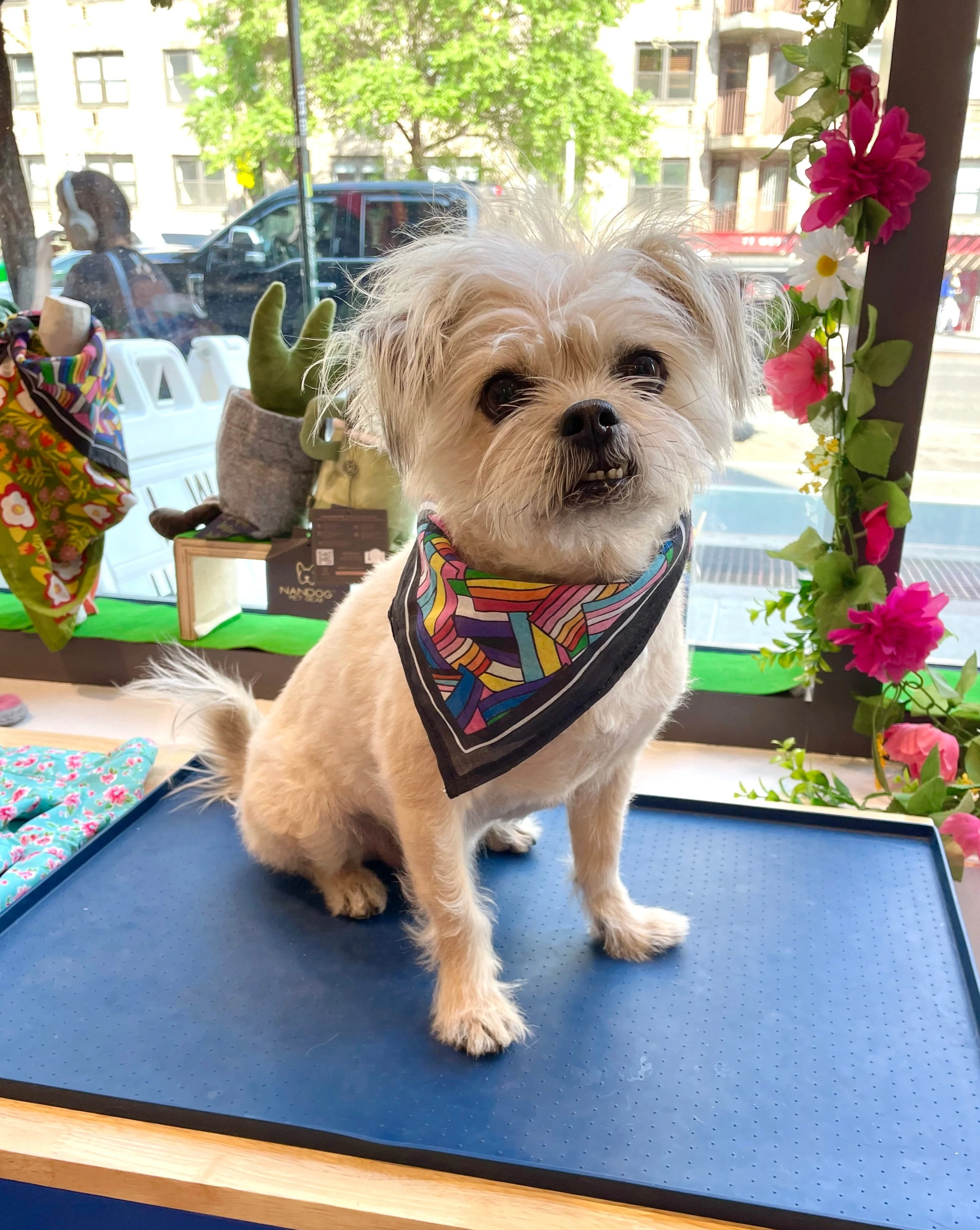 Pride Bandana for Human & Dog (16"x16") - Image 2