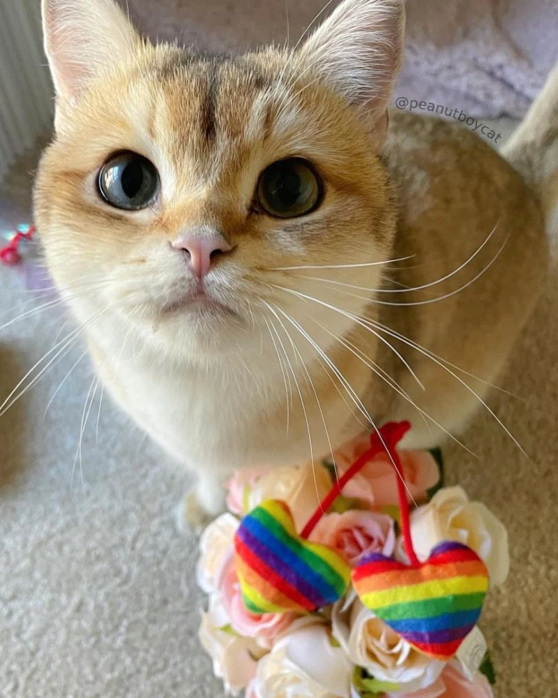 Pride Heart Strings Crinkle Plush Cat Toy w/ Catnip - Image 2