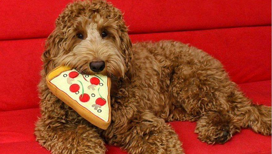 PRIDEBITES | Pizza Slice Dog Toy - Image 4