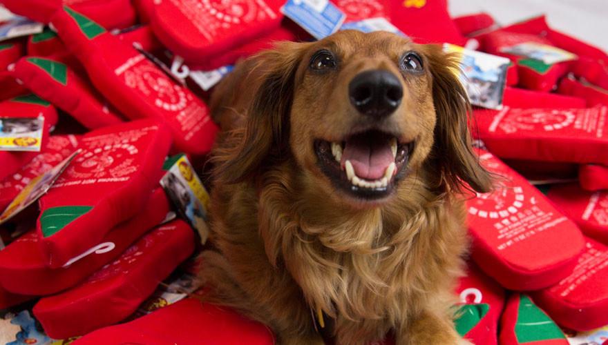 PRIDEBITES | Sriracha Bottle Dog Toy - Image 4