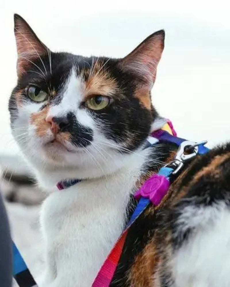 Prisma Cat Harness w/ Leash - Image 4
