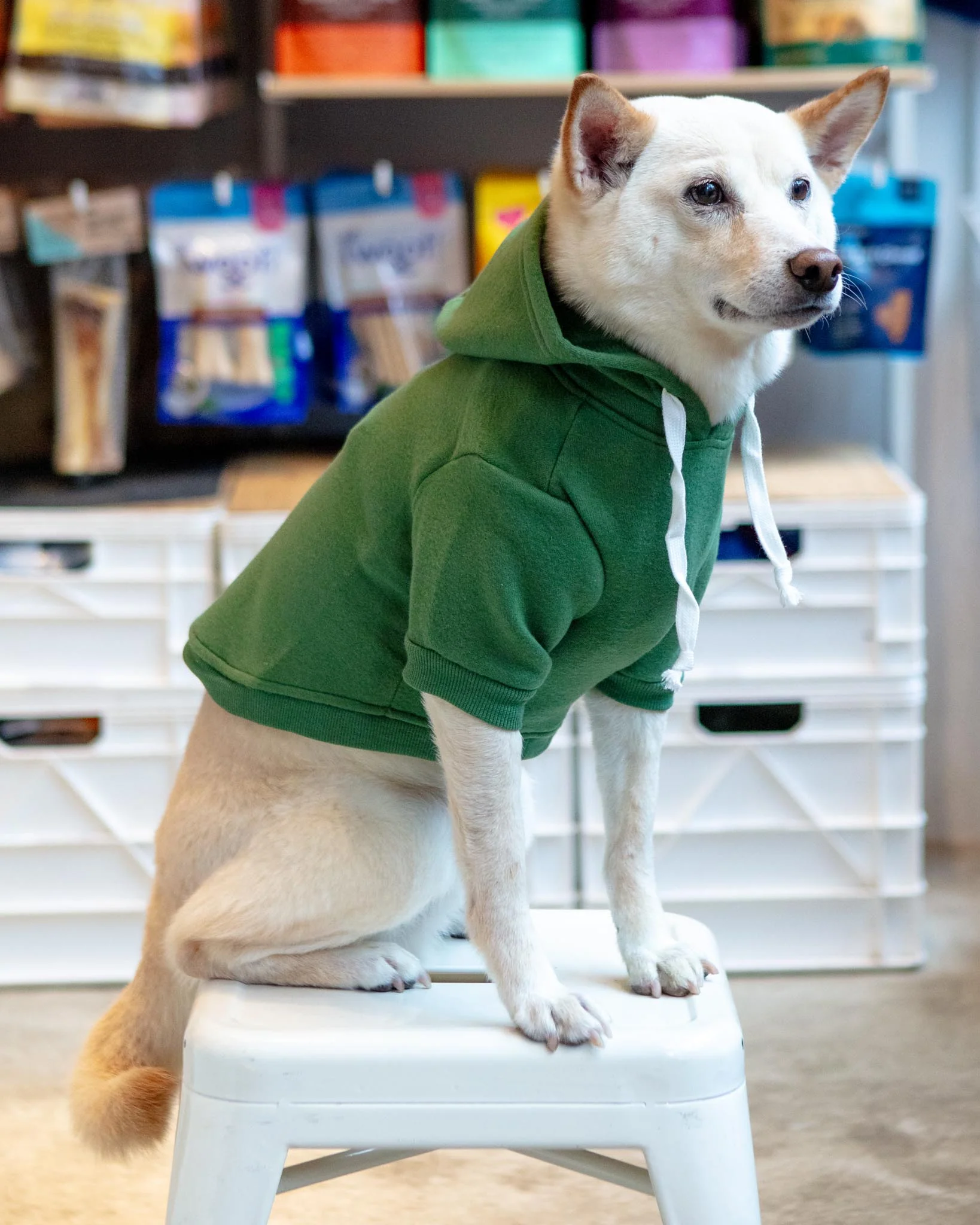 Pullover Dog Hoodie in Green